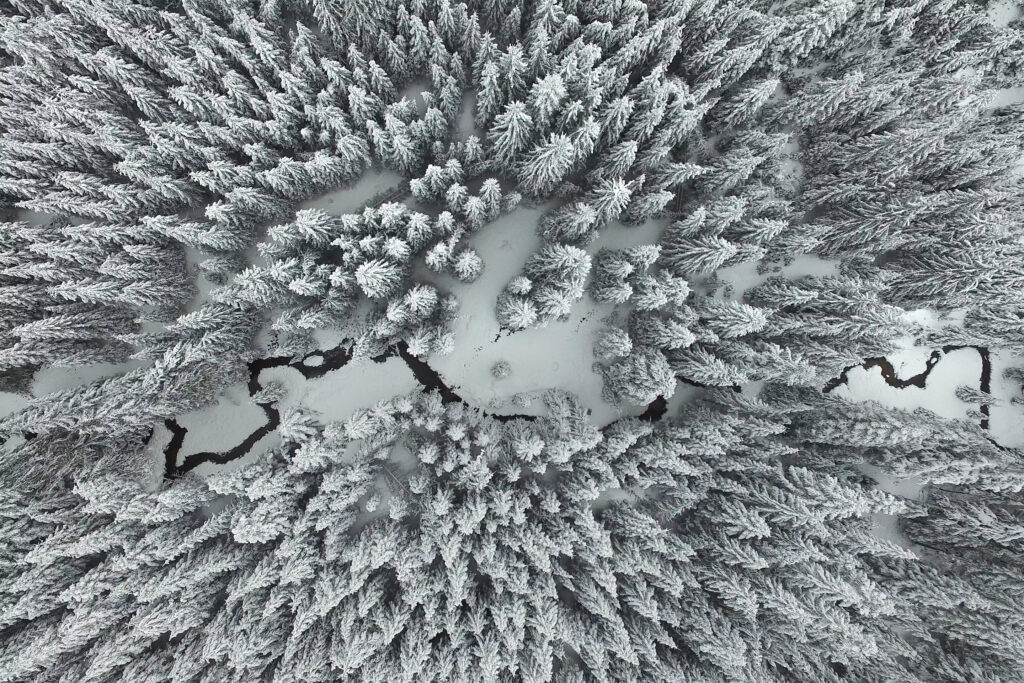 Drönarbild över en snöklädd skog
